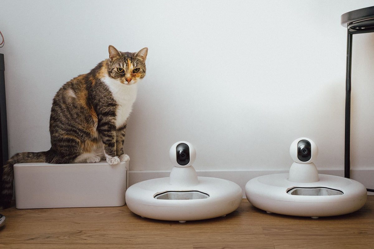 Why smart feeders changed our life (and might change yours)