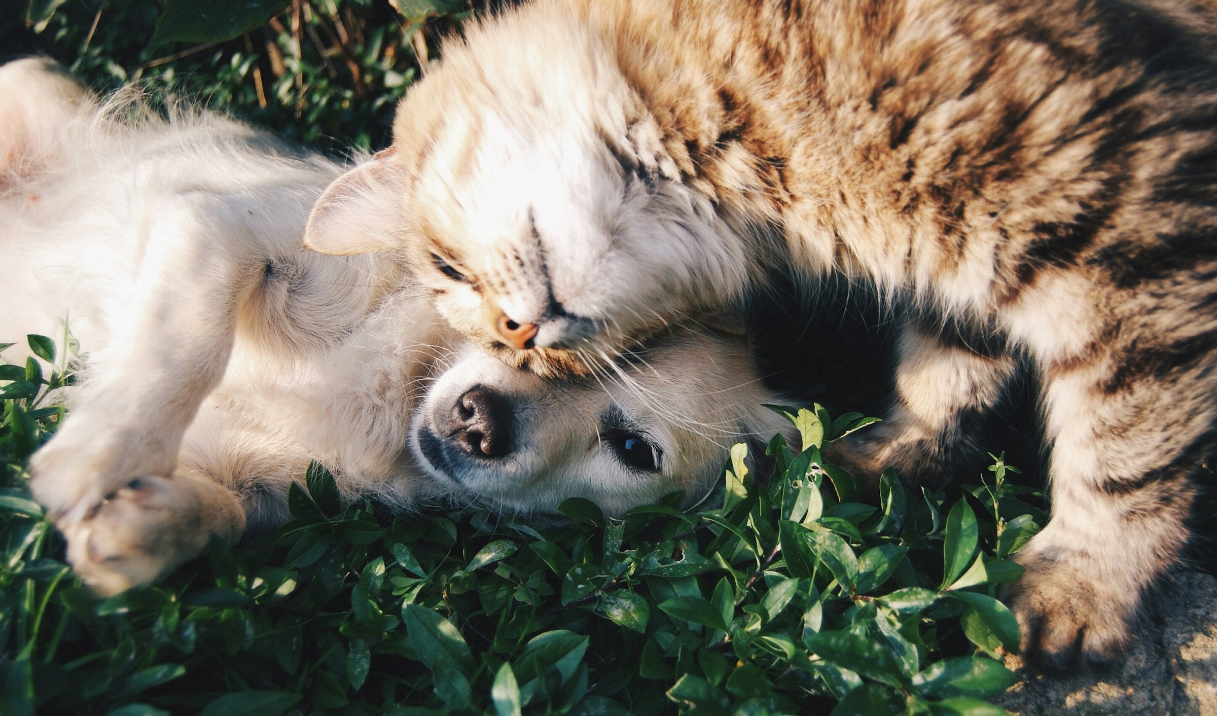 Pet and owner at home — Petora lifestyle