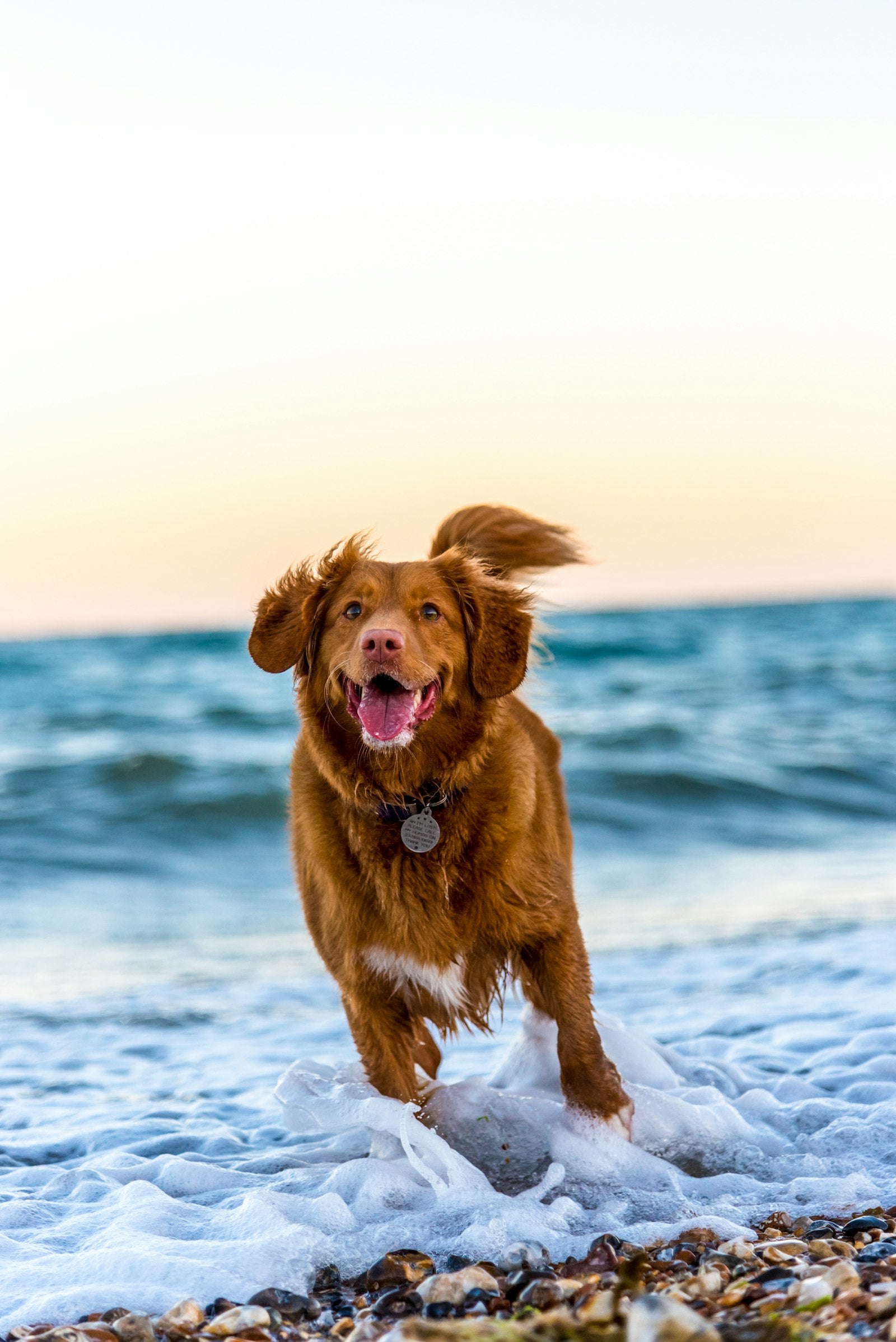 Dog with GPS collar — Pet Safety & Tracking