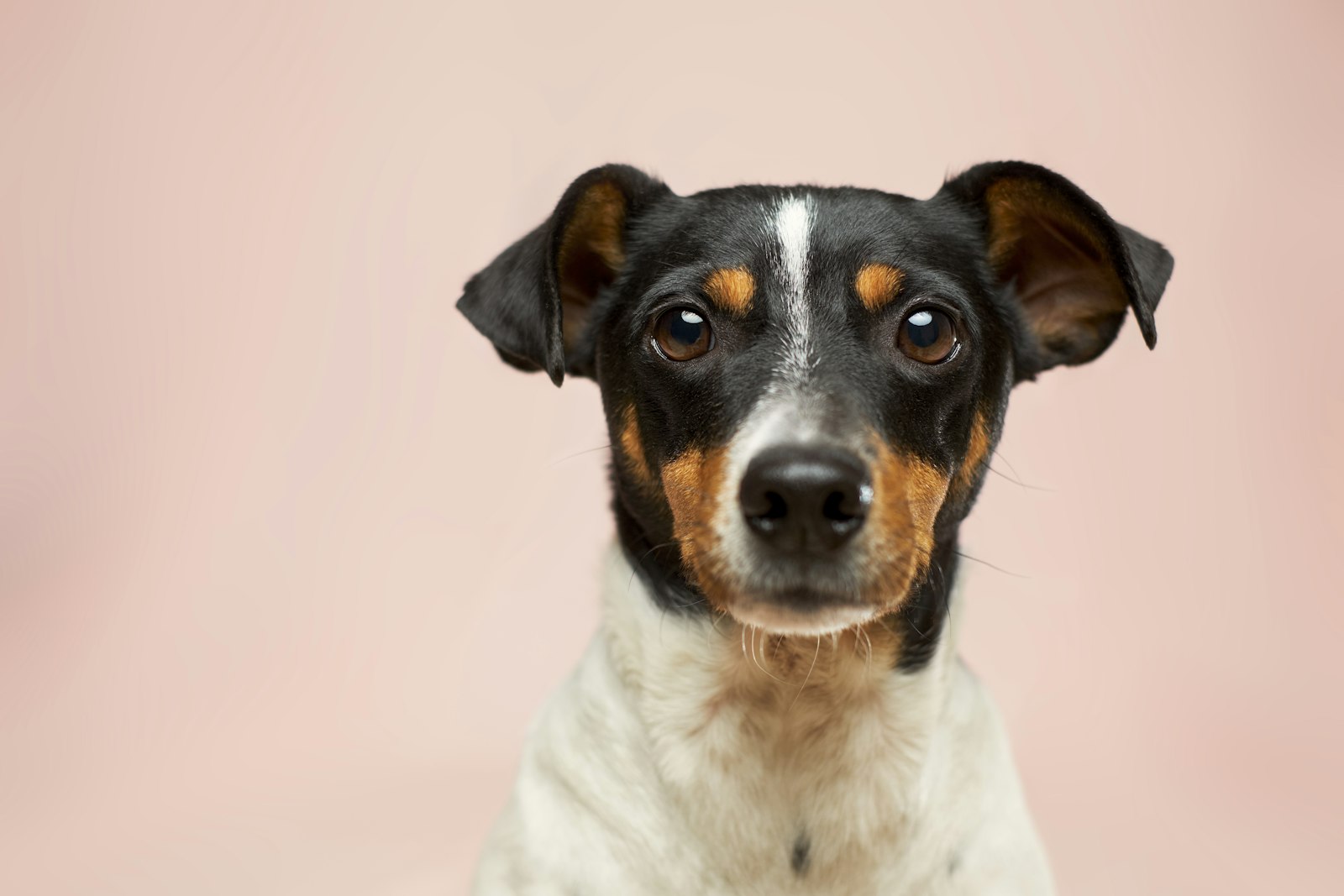 Playful dog with toys — Enrichment & Play